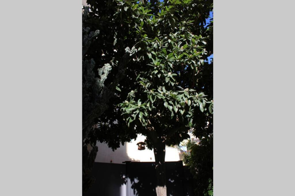 Loquat House Nel Giardino Segreto In Zona Vaticano Roma Exterior foto